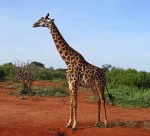 Giraffe