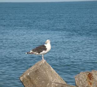 Hallunder Ureinwohner