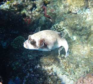 Maskenkugelfisch