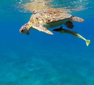 Schnorcheln Abu Dabbab