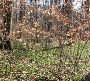 Geschichtlicher Lehrpfad Einsiedel