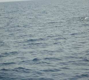 Schwimmen mit den Delfinen