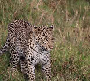 Ein Leopard auf wanderschaft