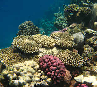 Blühendens Hausriff