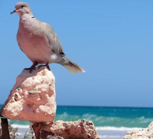 2011 SENTIDO H10 Playa Esmeralda