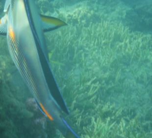 Unterwasseraufnahme am Hausriff