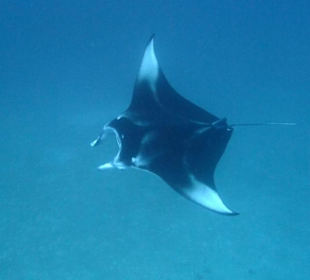 Manta