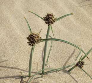 Blüten im Dünensand