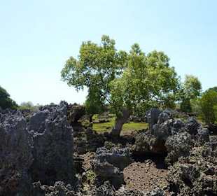 Coral Garden auf Wasini Island