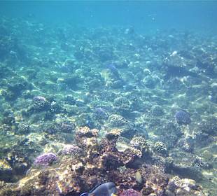 Schnorcheln am Riff vom Magic Tulip Resort (02/2018)