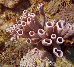 Röhrenschwamm am Hausriff