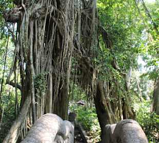 Im Affenwald Ubud