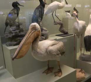 Naturhistorisches Museum