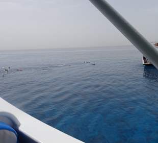 Bei der Delfintour vom Veranstalter in der Lobby