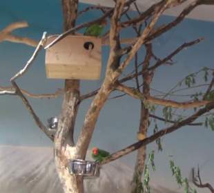 Südamerika Bereich - Löwenhaus