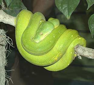 Grüner Baumphyton  