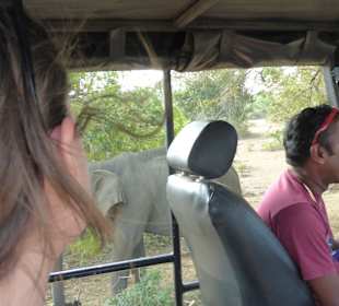Safari in Yalla