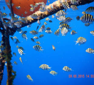 Seargent (Jungfische)