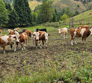 Deshalb Hunde an die Leine