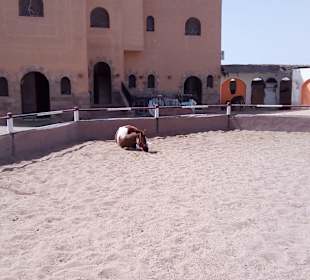 Reiterhof Sahl Hasheesh
