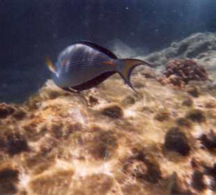 Unterwasserwelt am Hotel-Riff