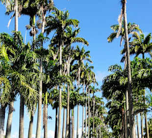 Blick in die Allee Dumanoir