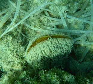 Grosse Muschel beim Schnorcheln vor Hotel