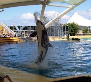 Orcashow im Loropark