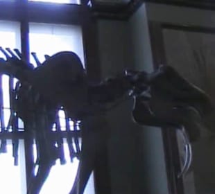 Naturhistorisches Museum