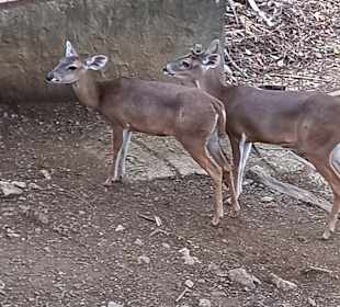 Diamante Eco Adventure Park