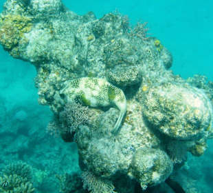 Kugelfisch in der Lagune