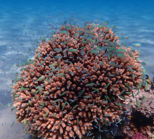 Schnorcheln Soma Bay