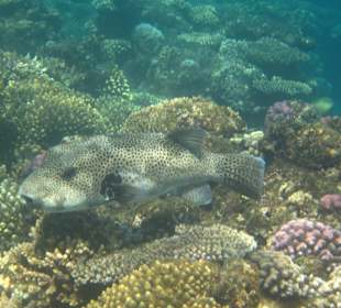 Gewöhnlicher Igelfisch - riesig