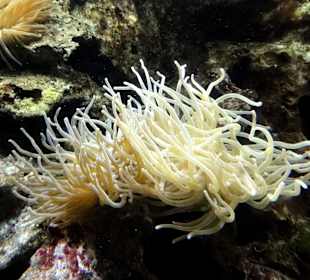 Seeanemone