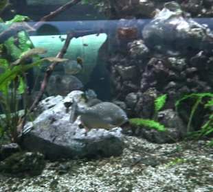 Tierpark Hellabrunn - Fische