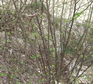 Wanderung rund um das Rusenschloss Gerhausen