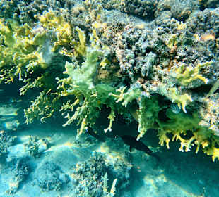 Schnorcheln Marsa Alam