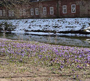 Krokusblüte im Schnee