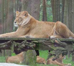 Serengeti Park Hodenhagen