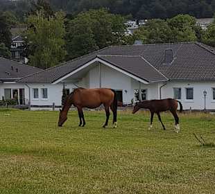 Wandern Schmallenberg