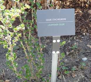 Hinweistafel zum eingepflanzten Kraut
