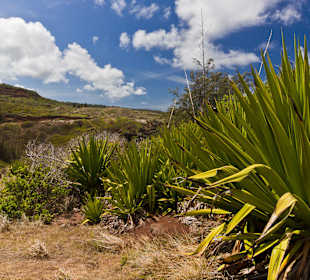 Best Of Maui