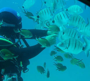 U-Boot Ausflug (Subcat)