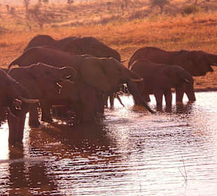 Elefanten beim Fühstück