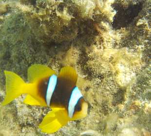 Underwater world of the hotel beach