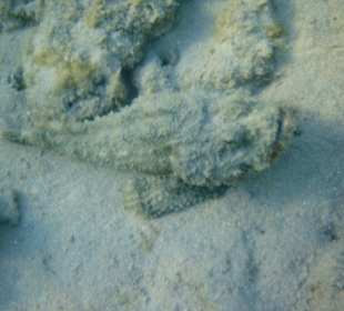 Achtung - Steinfische!