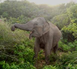 Safari im Yala Nationalpark