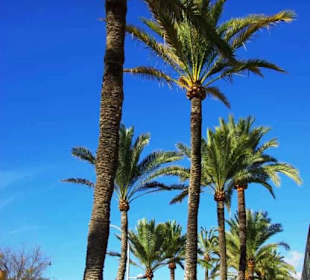 Palmenpracht Promenade