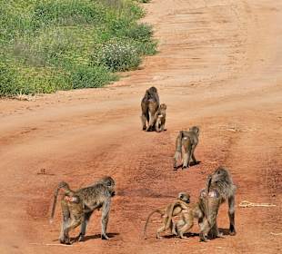 Family of Monkeys