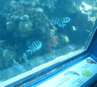 Fische die im rotem Meer leben